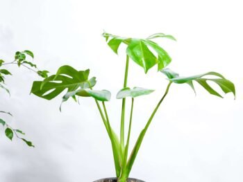 مونستيرا ( القفص الصدري ) صغيرة