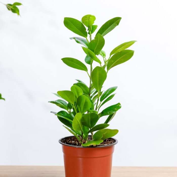 Ficus Panda - فيكس باندا