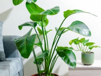 نبتة عصفور الجنه كبيرة