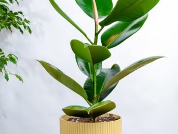 نبتة فيكس مطاط في مركن بلاستيك اصفر