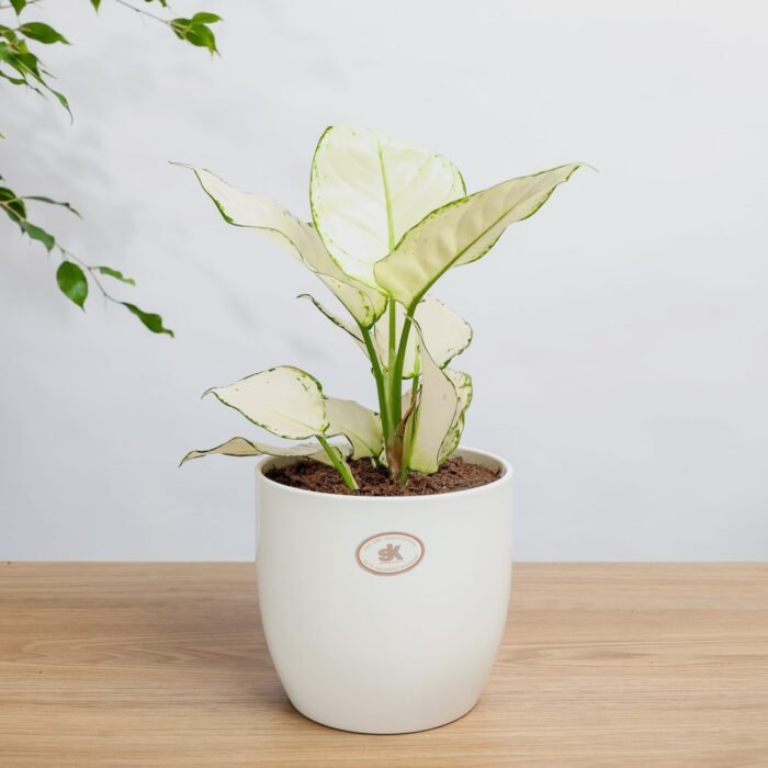 نبتة اجلونيما مبرقشه في حوض سيراميك ابيض