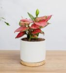 نبتة اجلونيما وردية هدية مميزة بأوراق مبرقشة من زريعة