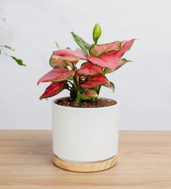 نبتة اجلونيما وردية هدية مميزة بأوراق مبرقشة من زريعة