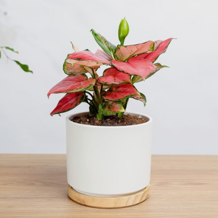 نبتة اجلونيما وردية هدية مميزة بأوراق مبرقشة من زريعة