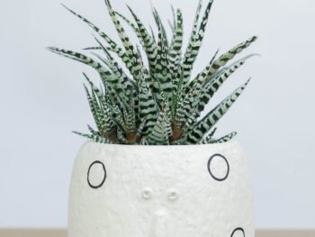 صبار في أصيص سيراميك بوجه مميز