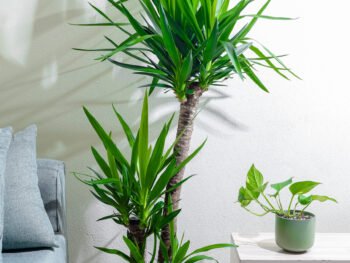 نبتة يوكا 3 عود  صغيرة