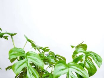 نبتة مونستيرا مينيما