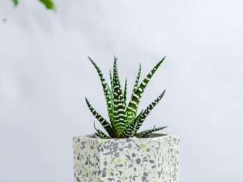 صبار صغير في حوض رخام وقاعده مكعبه رخاميه  9 سم