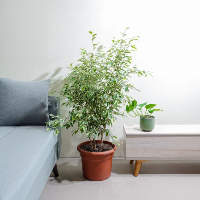 نبتة فيكس بنجامينا مبرقش 35 سم