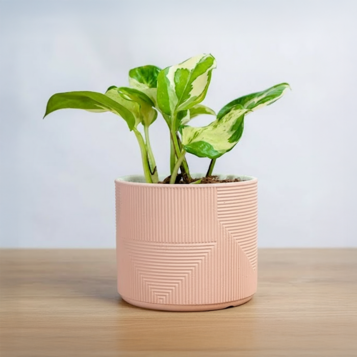 بوتس انجوي في حوض رخامي وردي