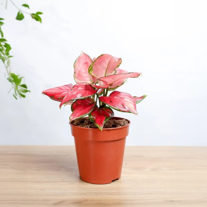 نيتة اجلونيما احمر