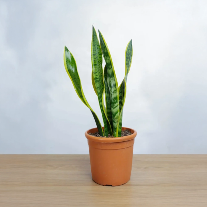 نبتة جلد النمر كبيرة