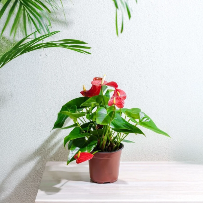 نبتة انتوريوم احمر