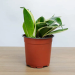 نبتة جلد النمر صغيرة