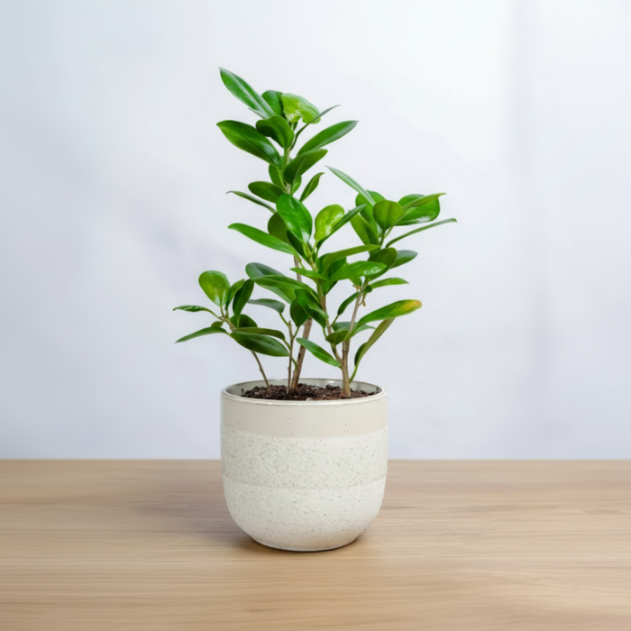 فيكس باندا في حوض رخامي ابيض