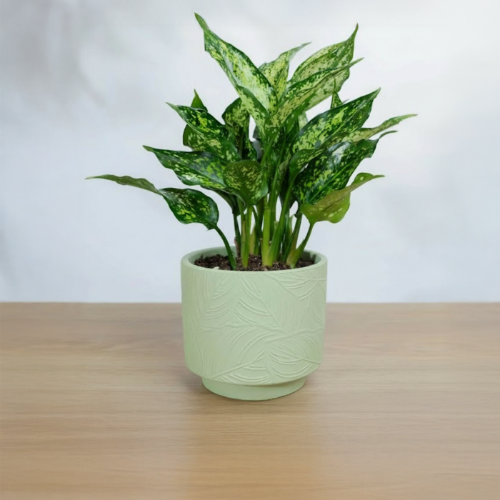 نبتة اجلونيما مبرقشه في أصيص سيراميك اخضر فاتح