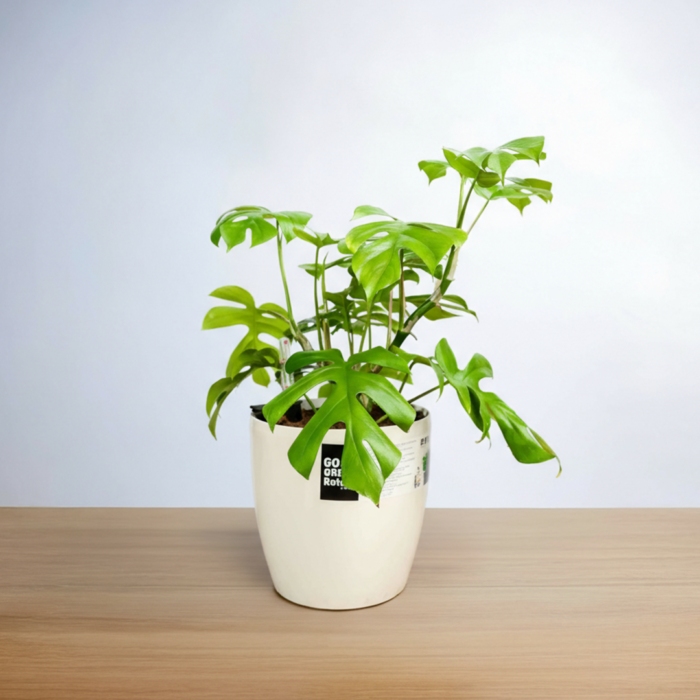 نبتة مونستيرا – القفص الصدري  في حوض ري ذاتي ابيض