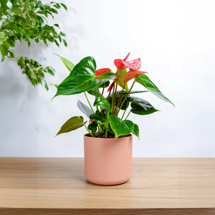 نبتة انتوريوم احمر في مركن بلاستيك وردي