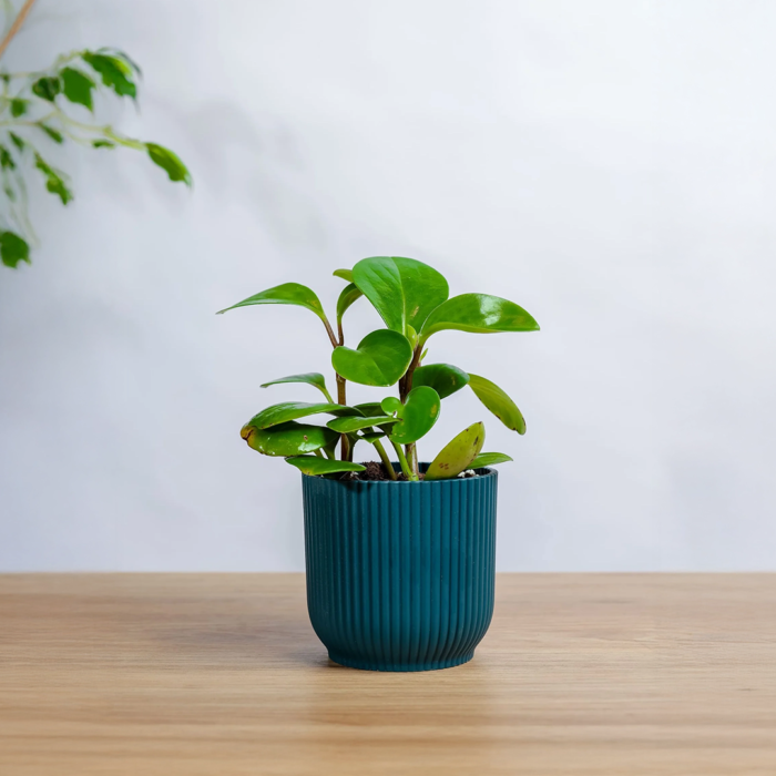 نبتة ببروميا خضراء صغيرة في مركن بلاستيك ازرق