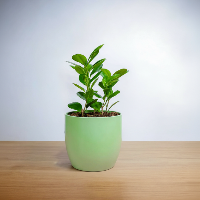 نبتة فيكس باندا في حوض رخام اخضر فاتح