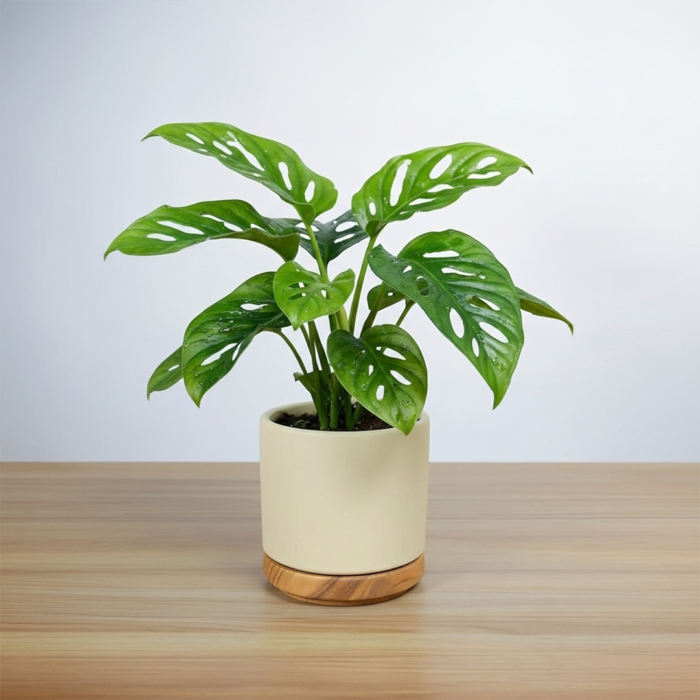 نبتة مونستيرا مونكي ادنسوني في حوض سيراميك بيج بقاعده خشبية