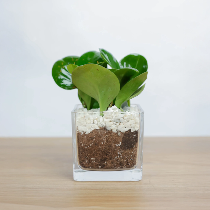 نبتة ببروميا صغيرة في فازة زجاجية مربعة