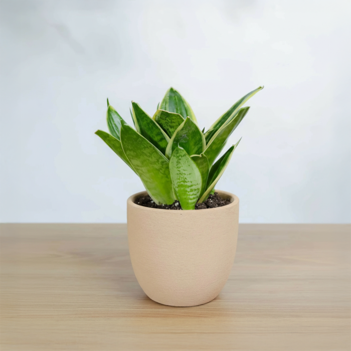 نبتة جلد النمر في أصيص فخار خشن برتقالي