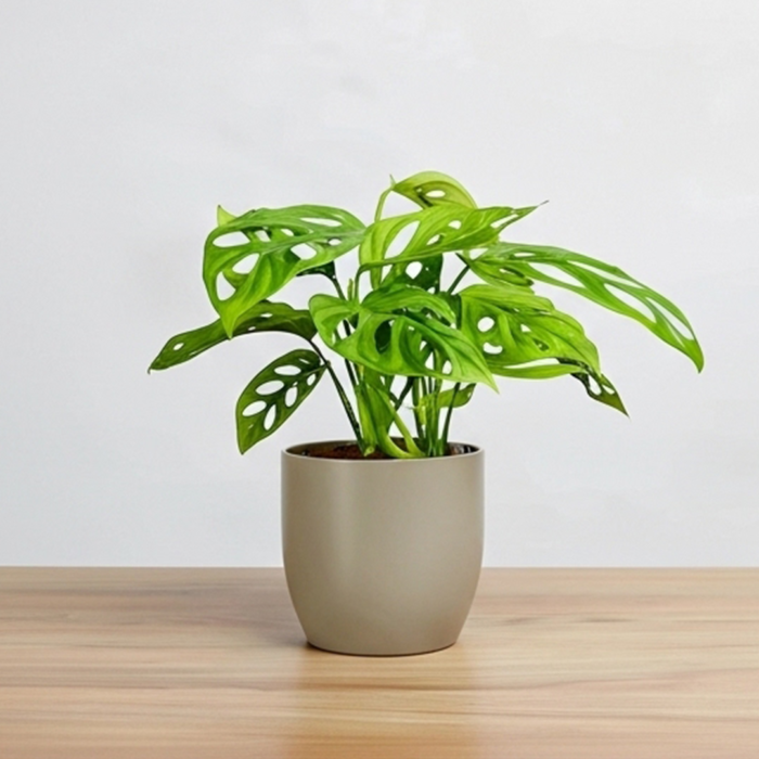 نبتة مونستيرا مونكي ادنسوني في حوض سيراميك رصاصي