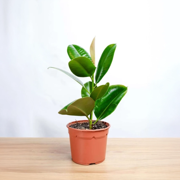 نبتة الفيكس مطاط صغير