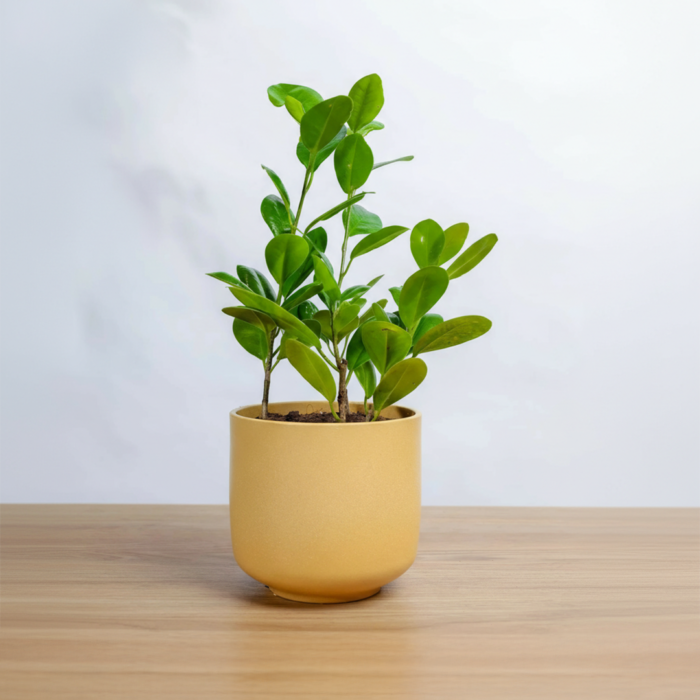 نبتة فيكس باندا في حوض رخام اصفر