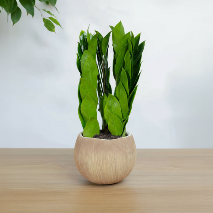 نبتة زاميا بشكل مميز في أصيص سيراميك بتصميم جوز الهند