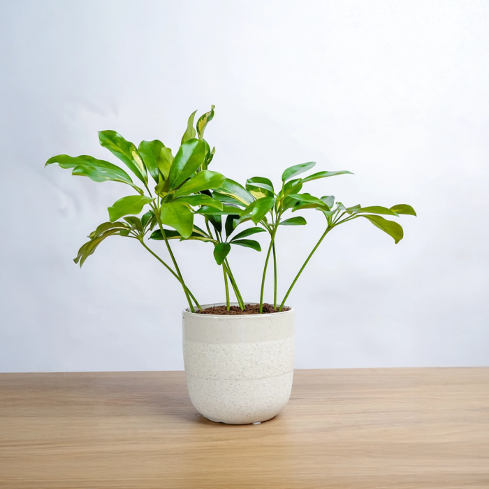 نبتة الشفليرا في حوض رخام ابيض