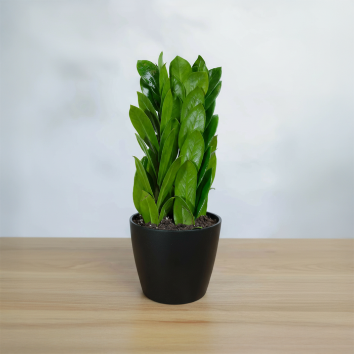 نبتة زاميا بشكل مميز في أصيص سيراميك اسود