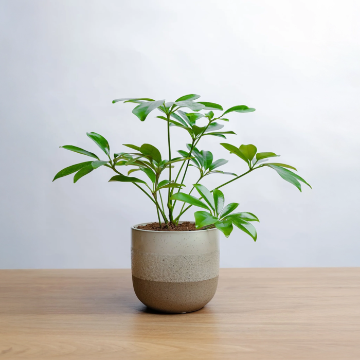 نبتة الشفليرا في حوض رخام ابيض ورمادي