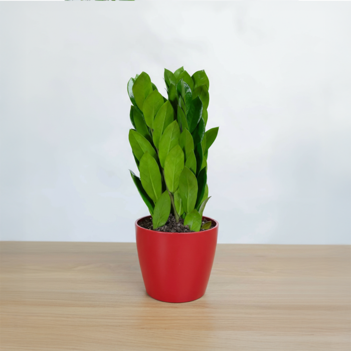 نبتة زاميا بشكل مميز في أصيص سيراميك احمر