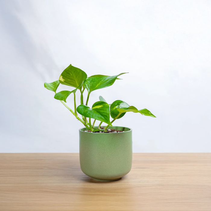 نبتة الجولدن بوتس في حوض رخام اخضر