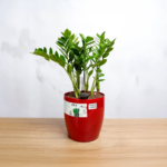 نبتة الزاميا في حوض ري ذاتي احمر