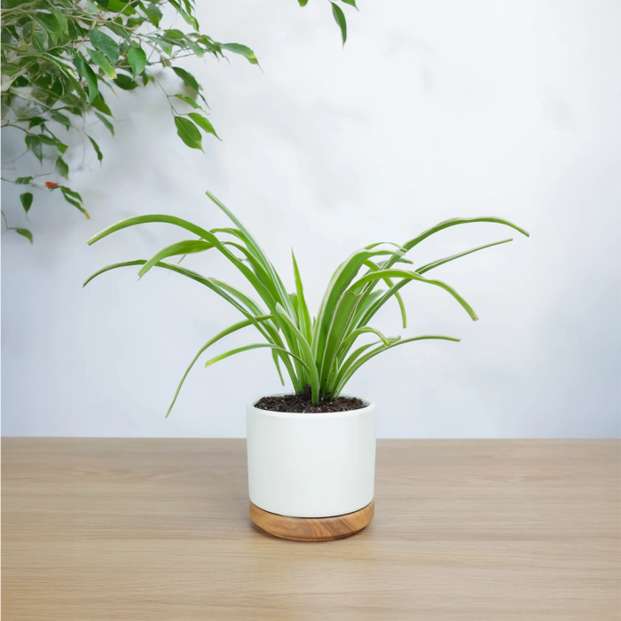 نبتة العنكبوت في أصيص سيراميك ابيض بقاعده خشبية