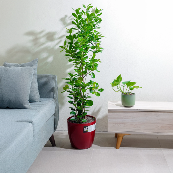 شجرة فيكس باندا ارتفاع 140 سم