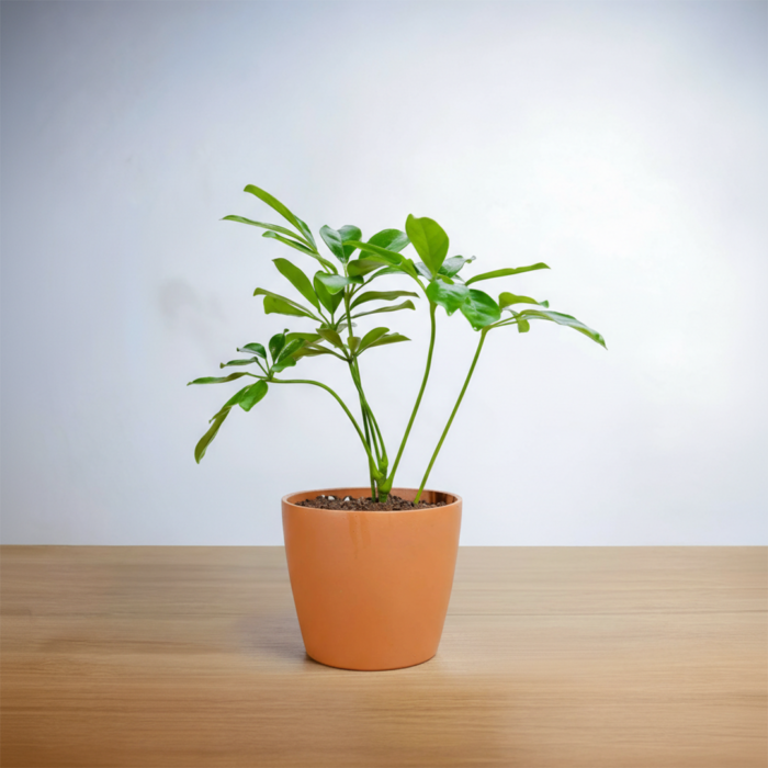 نبتة شفليرا في حوض رخام برتقالي