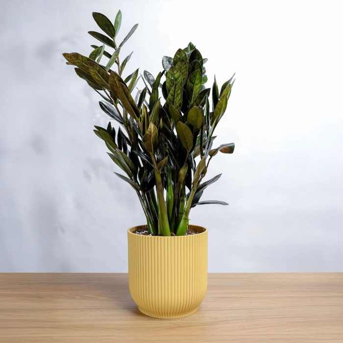 نبتة الزاميا السوداء في مركن بلاستيك اصفر