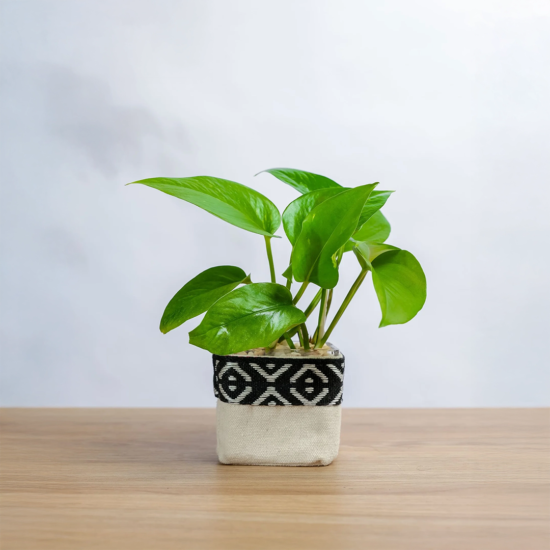 نبتة بوتس في حوض زجاجي مربع مغلف بشكل انيق