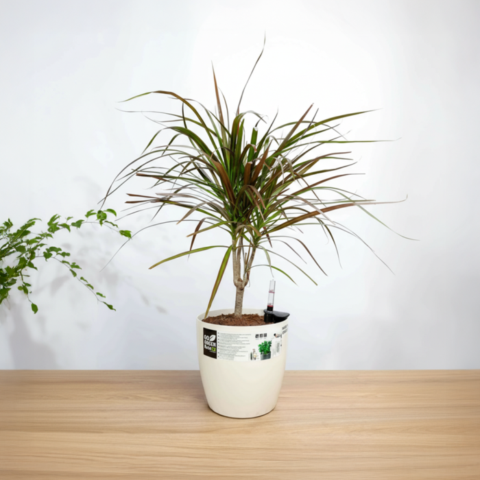 نبتة دراسينيا مارجناتا في حوض ري ذاتي ابيض