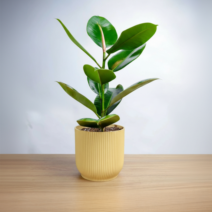 نبتة فيكس مطاط في مركن بلاستيك اصفر