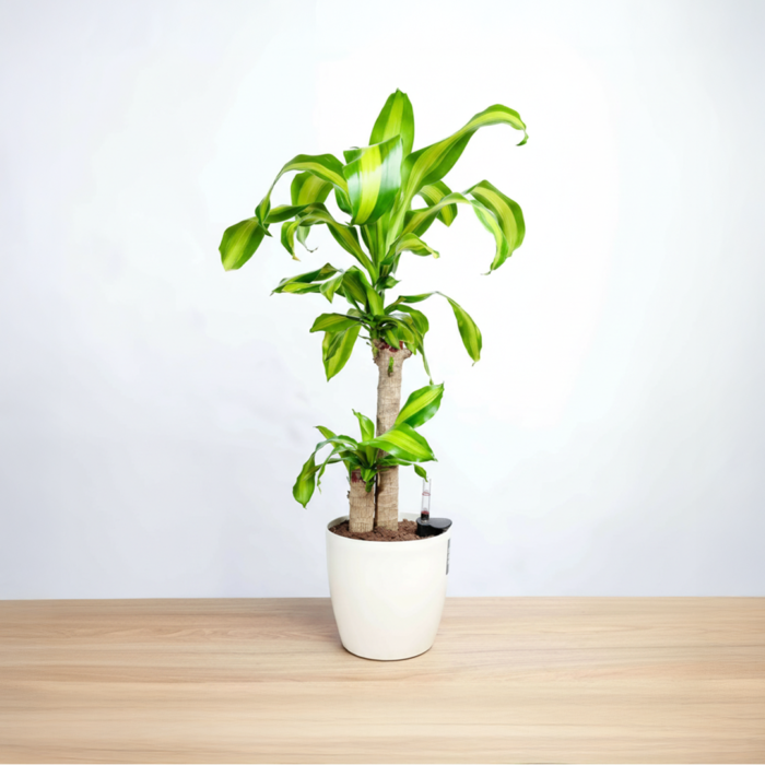 نبتة دراسينا ماسنجانا في حوض ري ذاتي ابيض