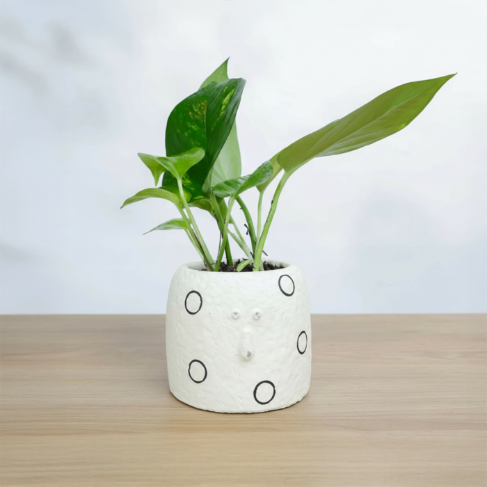 نبتة جولدن بوتس في أصيص سيراميك بوجه مميز