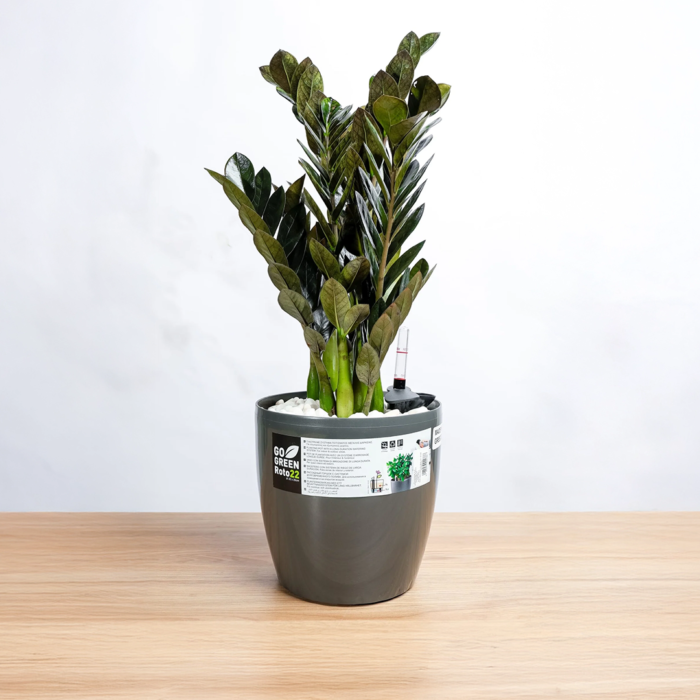 نبتة الزاميا السوداء في  حوض ري ذاتي رصاصي