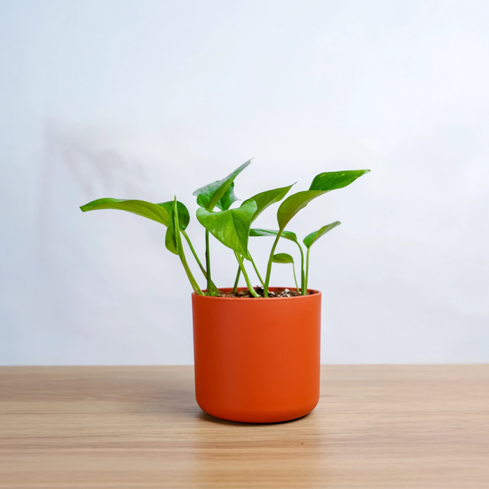 نبتة الجولدن بوتس  في مركن بلاستيك برتقالي فاتح