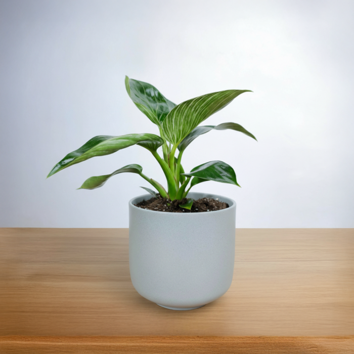 نبتة فيلوديندرون الاميرة الخضراء في أصيص سيراميك رمادي فاتح