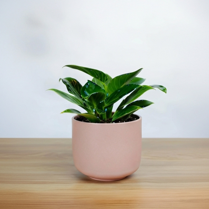 نبتة فيلوديندرون الاميرة الخضراء في أصيص سيراميك وردي